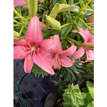 Lilia azjatycka Sorocaba-Lilium asiatic