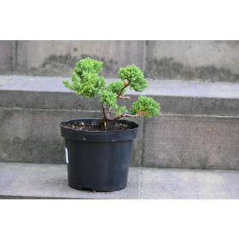Jałowiec rozesłany Nana - Juniperus procumbens 0022