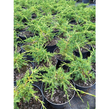 Jałowiec chiński Shimpaku-Juniperus chinensis