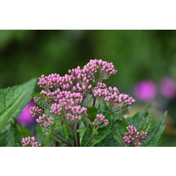 Sadziec Baby Joe - Eupatorium maculatum