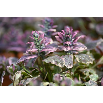 Dąbrówka rozłogowa Burgundy Glow - Ajuga reptans