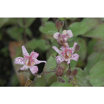 Trójsklepka owłosiona - Tricyrtis hirta