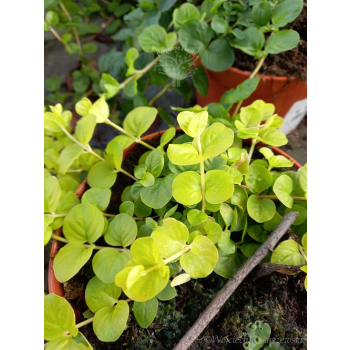 Tojeść rozesłana-Lysimachia nummularia Goldilocks