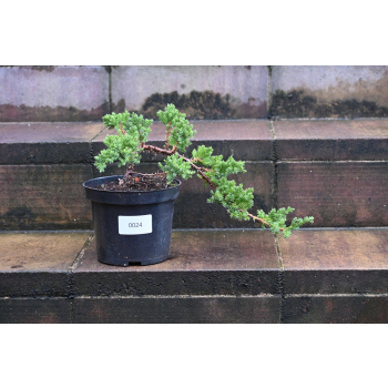 Jałowiec rozesłany Nana - Juniperus procumbens 0024