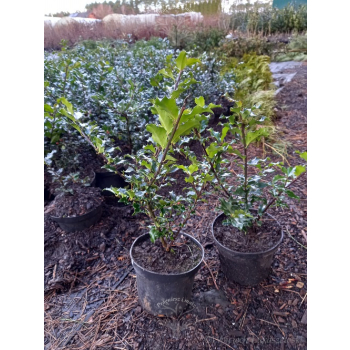 Ostrokrzew Blue Princess-Ilex x meserveae