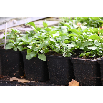 Rozchodnik kamczacki -Sedum  kamtschaticum var. ellacombianum