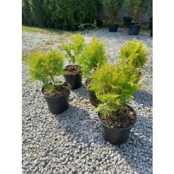 Żywotnik zachodni Golden Globe-Thuja occidentalis