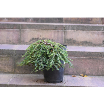 Choina kanadyjska Cole's Prostrate -Tsuga canadensis 0005