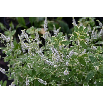 Mięta ananasowa-Mentha rotundifolia