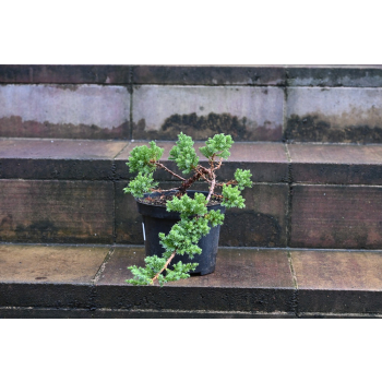 Jałowiec rozesłany Nana - Juniperus procumbens 0024