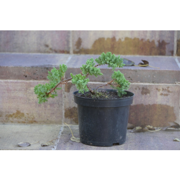 Jałowiec rozesłany Nana - Juniperus procumbens 0026