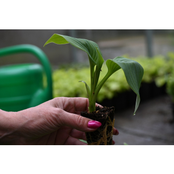 Funkia Fragrant Blue - Hosta hybrid