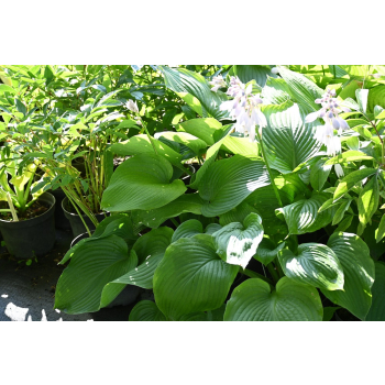 Funkia T- REX - Hosta