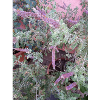 Amorfa sina-Amorpha canescens