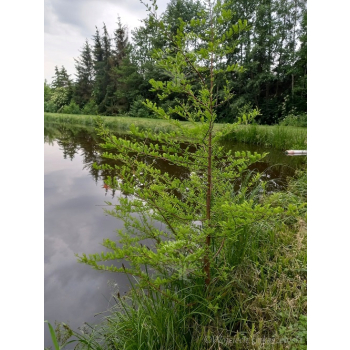 Cypryśnik błotny-Taxodium distichum