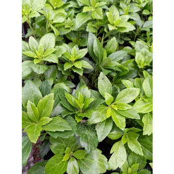 Runianka japońska Green Carpet - Pachysandra terminalis