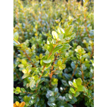 Bukszpan drobnolistny Faulkner-Buxus microphylla