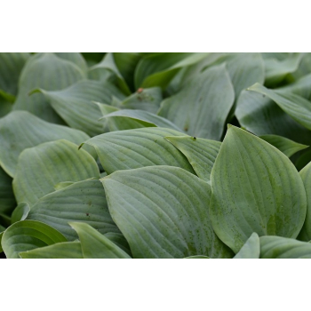 Funkia Fragrant Blue - Hosta hybrid