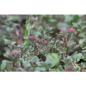 Rozchodnik naskalny Bertram Anderson - Sedum hybridum