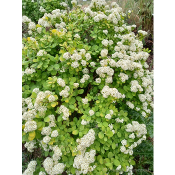 Tawuła brzozolistna Tor-Spiraea betulifolia
