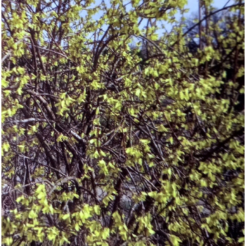 Forsycja pośrednia Beatrix Farrand-Forsythia x intermedia