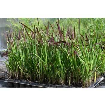 Imperata cylindryczna Red Baron - Imperata cylindrica