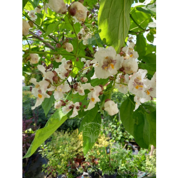 Katalpa zwyczajna-Catalpa bignonioides