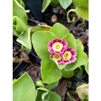 Pierwiosnek omszony-Primula pubescens