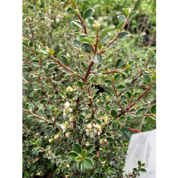 Irga himalajska-Cotoneaster glacialis