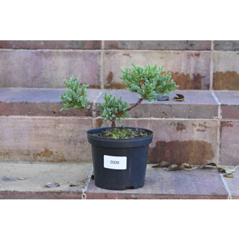 Jalowiec łuskowy Holger - Juniperus squamata 0006