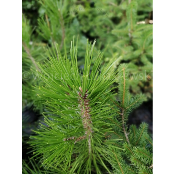 Sosna bośniacka-Pinus heldreichii