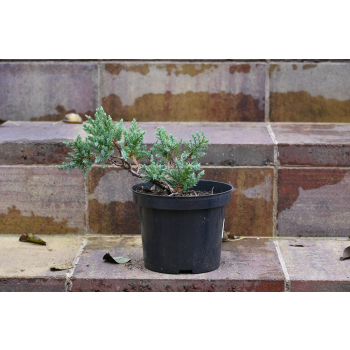 Jalowiec łuskowy Holger - Juniperus squamata 0005