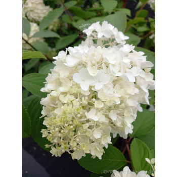 Hortensja bukietowa Lammetje-Hydrangea paniculata