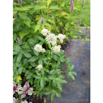 Jarzmianka - Astrantia