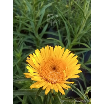 Oman wąskolistny-Inula ensifolia Compacta