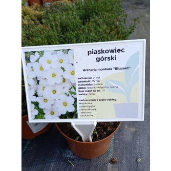 Piaskowiec górski Blizzard - Arenaria montana