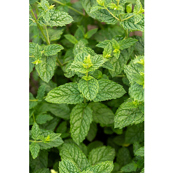Mięta marokańska-Mentha spicata Moroccan