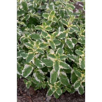 Mięta Variegata - Mentha rotundifolia