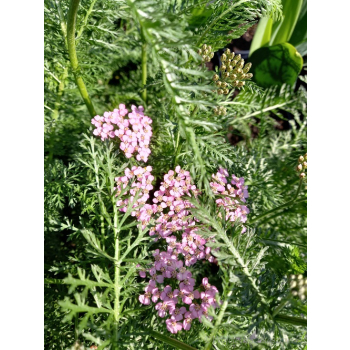 Krwawnik pospolity - Achillea millefolium Colorado