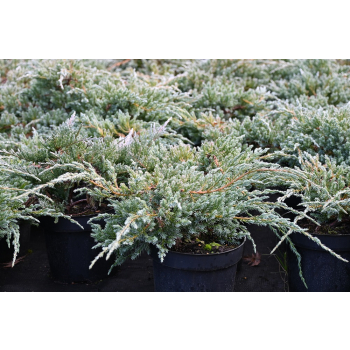 Jałowiec łuskowy Blue Carpet - Juniperus squamata