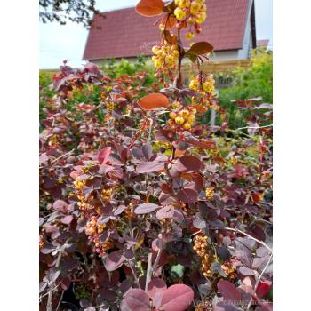 Berberys Thunberga Atropurpurea-Berberis thunbergii