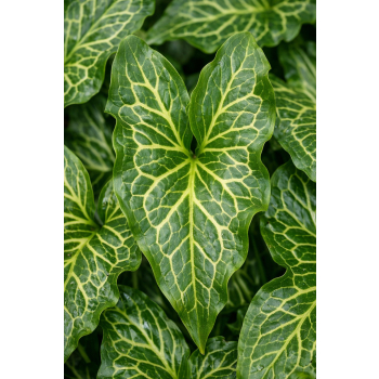 Obrazki włoskie - Arum italicum