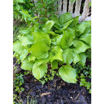 Funkia zielona-Hosta