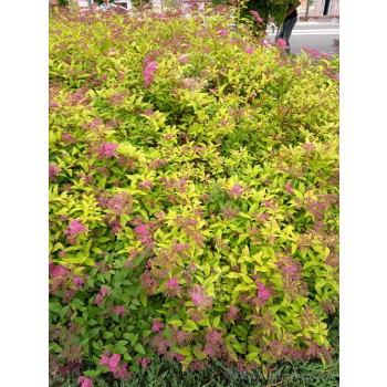 Tawuła japońska Golden Princess-Spiraea japonica