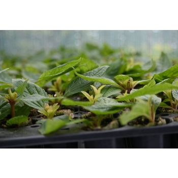 Sadziec Baby Joe - Eupatorium maculatum