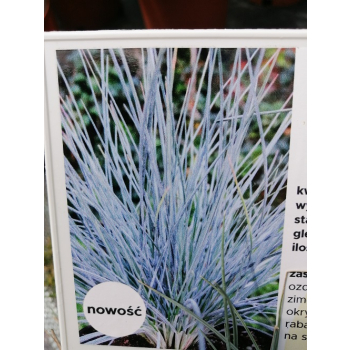Kostrzewa sina Uchte - Festuca glauca Uchte