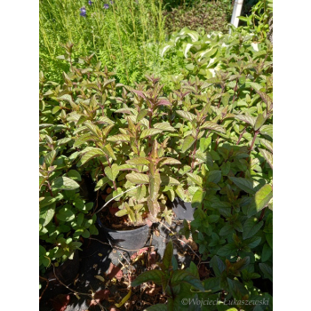 Mięta żabia-Mentha aquatica