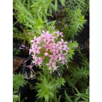 Kozłówka długoszyjkowa-Phuopsis stylosa