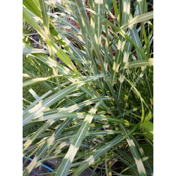 Miskant chiński Zebrinus-Miscanthus sinensis