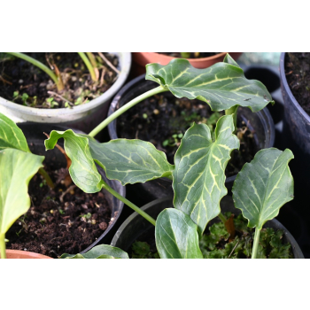 Obrazki włoskie - Arum italicum